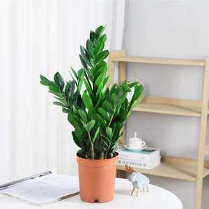 Plante verte d'intérieur, plante à feuilles persistantes, cadeau pour déménagement, fleur, plante verte, élimination du formaldéhyde, bonsaï de bureau, moderne et simple - Product Image 6