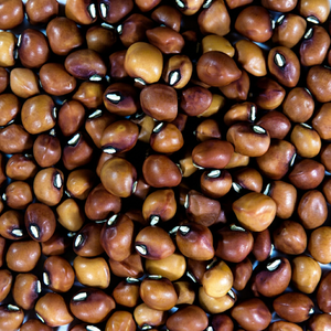 Matki entier naturel de qualité supérieure, riche en protéines, qualité alimentaire, qualité export, approvisionnement en vrac, Inde, pureté 99%, humidité max 12% - Product Image 1