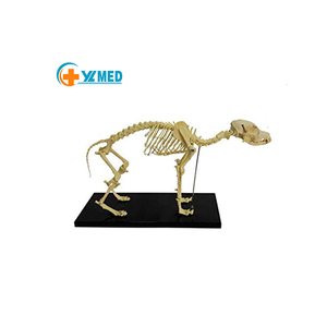 Modelo anatómico de <span class=keywords><strong>esqueleto</strong></span> de perro <span class=keywords><strong>canino</strong></span> para enseñanza de biología modelo de perro de anatomía Animal realista para ciencia médica - Product Image 1