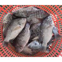 Poisson Tilapia Entier Congelé 100-800g Exportation vers l'Afrique, le Moyen-Orient et l'Asie du Sud-Est Fruits de Mer Congelés en Gros