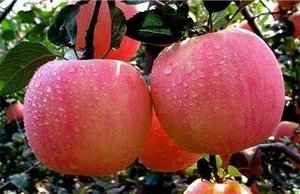 2024 cây trồng mới táo đỏ tươi táo đỏ tươi giá nhà máy táo đỏ - Product Image 3