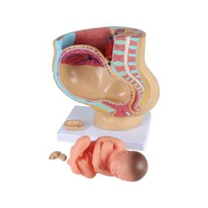 Vrouwelijk Bekken <span class=keywords><strong>Model</strong></span> 4 Delen Vrouwelijk Sagittale Zwangerschap Anatomiemodel Voor Medische Wetenschappelijke Training - Product Image 2