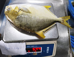 Pescado Pompano Dorado Congelado, 10 kg, 00-400 g, 400-500 g, 500-600 g, Empaque a Granel, Pieza Entera, <span class=keywords><strong>Trachinotus</strong></span> <span class=keywords><strong>Ovatus</strong></span> - Product Image 1