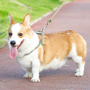 Fibbia in lega ispessita per <span class=keywords><strong>cani</strong></span> in Nylon solido per <span class=keywords><strong>cani</strong></span> di grossa taglia Golden retriever Border collie per animali domestici - Product Image 5