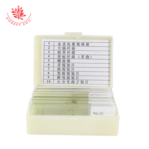 Vetrini per Microscopia di Bacteri e Spore, Colorazione di Gram, Campioni Preparati Misti per Istruzione Superiore, 10 Tipi Tipici - Product Image 3