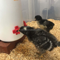 Abreuvoir à mamelons pour poulets, ferme avicole, usage domestique, abreuvoir à mamelons pour poulets