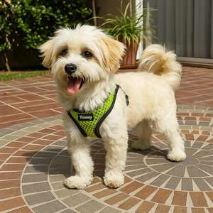 Imbracatura per cani Yommy, taglia piccola-media, in rete traspirante con chiusura in velcro per animali domestici - Product Image 2