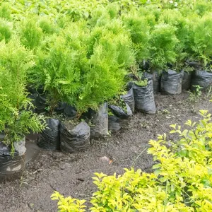Sacchetti per piante neri all'ingrosso sacchetti per vivaio in plastica sacchetti per la coltivazione di alberelli durevoli con fori