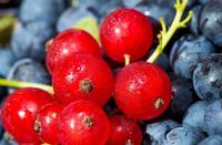 Mixex Bessen Instant Sap Poeder Food Grade Cranberry Poeder 3 Soorten Fruit Gemengd Bessen Poeder