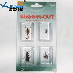 Ressource pédagogique de spécimen d'insecte de mosaïque de résine pour l'éducation de <span class=keywords><strong>biologie</strong></span> et la collection de spécimens d'animaux - Product Image 3