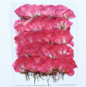 ดอกเจอเรเนียมแบบแยกชิ้นพร้อมก้านดอกกดแห้งสำหรับงานเรซิ่นอีพ็อกซี่ งานเทียน และกรอบรูป - Product Image 3