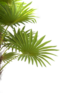 Plan artificial de plástico, tecnología uxury Pace ecor - Product Image 5