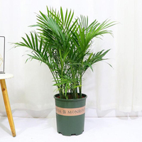 Pemasok Bonsai Pohon Palem Areca Alami Berkualitas Tinggi, Tanaman Dypsis Lutescens Grosir, Tanaman Hias Hidup untuk Rumah dan Kantor