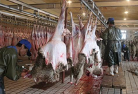 Convoyeurs aériens de haute qualité, ligne d'abattage automatique complète pour bovins et ovins, équipement d'abattoir mécanique
