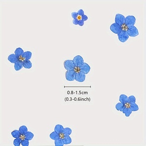 Flor Natural Real Seca Forget Me Not Pressed <span class=keywords><strong>para</strong></span> Funda de Teléfono, Marcador Epoxi Botánico, Fabricación de Joyas de Resina, Arte Enmarcado - Product Image 3