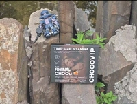 Chocolat Royal Rhino aux saveurs de chocolat noir, vente chaude aux États-Unis, VIP