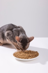 Cibo per Gatti OEM ODM Antiallergenico 0% Cereali 100% Carne Fresca di Pollo Promuove la Luminosità del Pelo e la Salute Cardiaca per Tutte le Fasi della Vita - Product Image 2