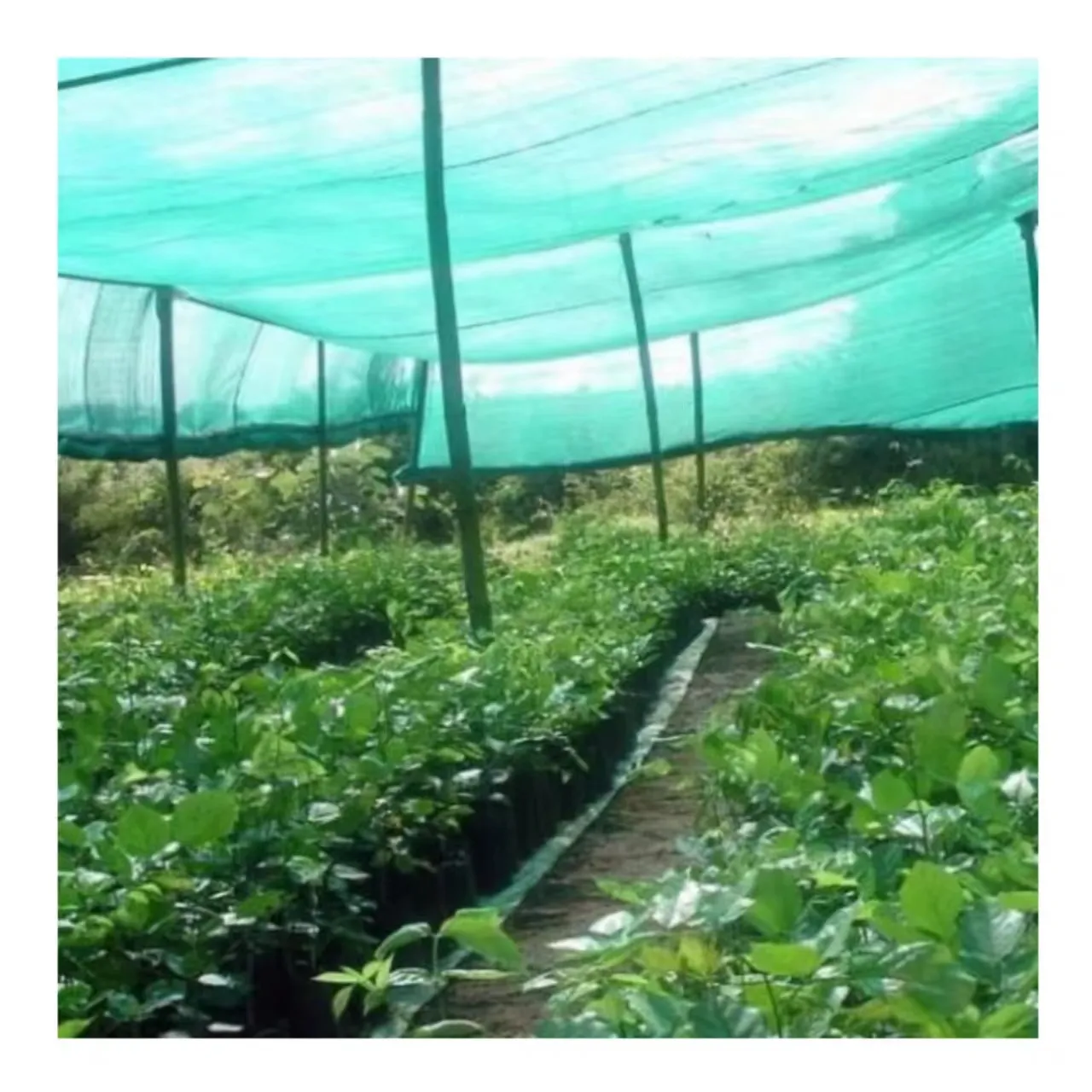 Greenhouse Ago Agricultural Protection Hdpe Sun Shade Net For Garden Carport