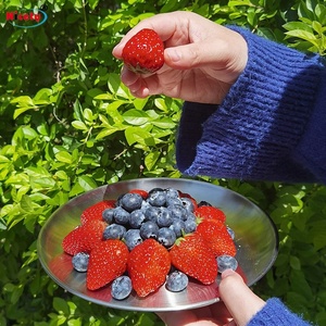 Nicety Thực Phẩm Lớp Tấm Kim Loại Cho Nhà Hàng Thép Không Gỉ Tùy Chỉnh Phục Vụ Pizza Tray Tấm Món Ăn - Product Image 5