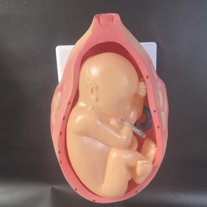 Mô hình phát triển phôi thai trước khi sinh-Quá trình tăng trưởng của thai nhi & công cụ nghiên cứu y học cho giáo dục sớm - Product Image 5
