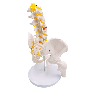 5-Pelvis Cut <span class=keywords><strong>Femur</strong></span> kemikleri ile lomber vertebra modeli sinirler 24x20x30cm tıbbi bilim için insan iskelet modeli - Product Image 6