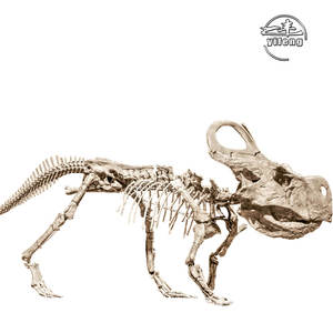 Riceratops-<span class=keywords><strong>esqueleto</strong></span> de dinosaurio fósil de inosaur, para useum - Product Image 6