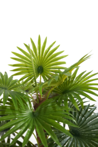 Plan artificial de plástico, tecnología uxury Pace ecor - Product Image 6