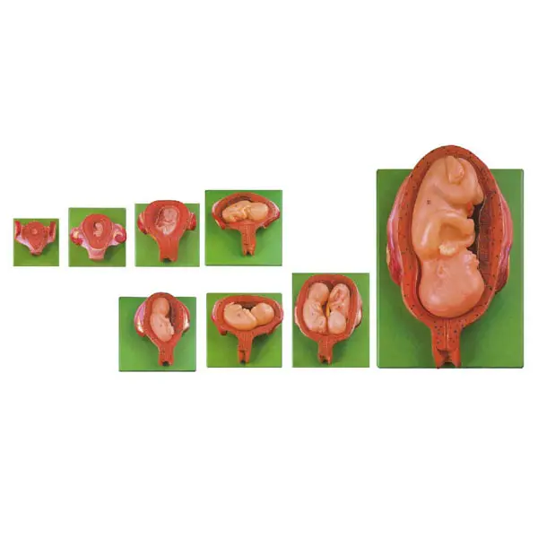 Modelo de desarrollo del Fetus, anatomico, modelos de