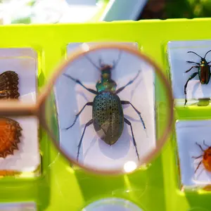 Insectos de resina para niños, hermoso proveedor de mariposas, juguetes educativos, materiales de enseñanza, fábrica, gran oferta, regalo artesanal, novedad de 2023