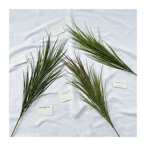 Plantes de Pampas Individuelles, Résistantes aux Zones Sombre, pour la Décoration de Bureau et de Chambre - Product Image 2