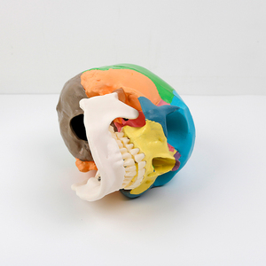 Modelo anatómico <span class=keywords><strong>de</strong></span> 3 partes <span class=keywords><strong>de</strong></span> tamaño real con tabla <span class=keywords><strong>de</strong></span> calavera humana colorida para estudiantes <span class=keywords><strong>de</strong></span> medicina Curso <span class=keywords><strong>de</strong></span> estudio <span class=keywords><strong>de</strong></span> Anatomía Humana - Product Image 5