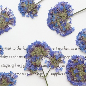 <span class=keywords><strong>Fleur</strong></span> séchée de <span class=keywords><strong>verveine</strong></span> de saule, spécimen végétal pressé, marque-page, cadre photo, <span class=keywords><strong>fleur</strong></span> pressée pour bricolage et collage - Product Image 2