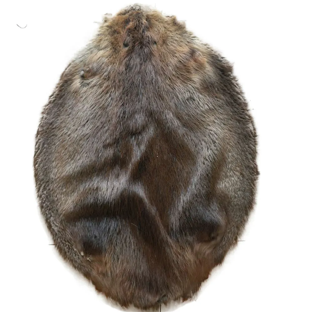 Toptan tedarik doğal kahverengi Oval şekil kunduz kürk pelt gerçek kürk derileri satılık