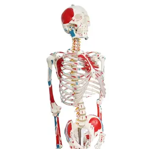 Modelo de esqueleto humano 180cm anatomia material pvc, tamanho da vida, corda manual, músculos do corpo inteiro, modelo de anatomia humana