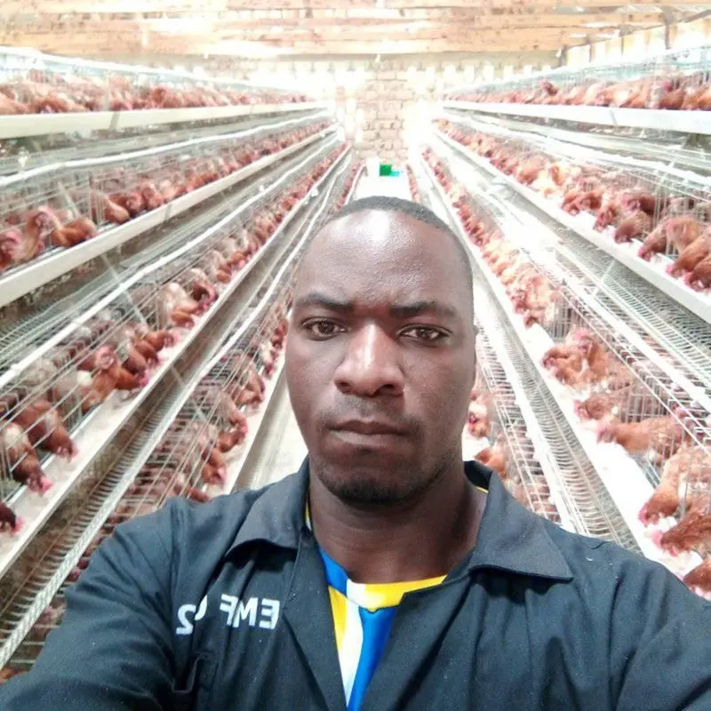Angola poulet ferme équipements batterie automatique volaille Cages pose poules poulet Cage à vendre