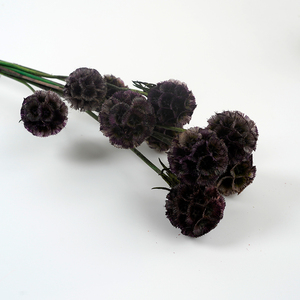 Fabricant de fruits de moulin à vent de Scabiosa conservés, belle fleur d'étoile séchée naturelle pour la décoration de mariage à la maison - Product Image 5