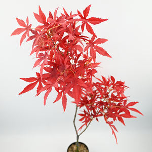 بيع مصنع قيقب صناعي ياباني للأماكن الخارجية من بونساي مع ألوان الخريف والمناظر الطبيعية للمكتب - Product Image 3