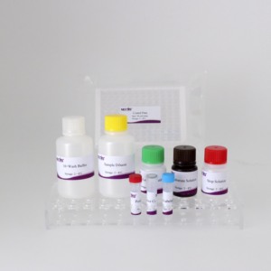 Wholesale Brucella bp26 Protein ELISA Antibody Detection <strong>Kit</strong> for Veterinary Diagnosis, High Sensitivity &amp; Specificity - Product Image 2