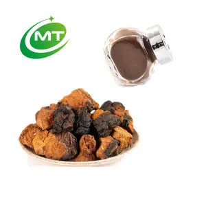 Chaga Frucht körper extrakt Organische Polysaccharide Inonotus Obliquus Pulver Chaga Pilzex trakt Chaga Extrakt