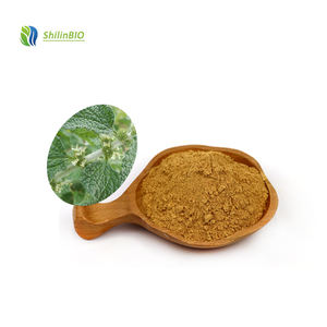 SLBIO – Poudre d'extrait <span class=keywords><strong>de</strong></span> Marrubium Vulgare (Horehound blanc) <span class=keywords><strong>de</strong></span> haute qualité 10:1, fournie directement par l'usine - Product Image 1