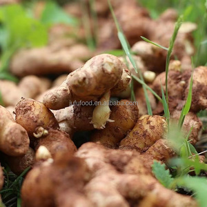 Jengibre Fresco Joven de Alta Calidad, Orgánico, Amarillo Brillante, 100g-300g, <span class=keywords><strong>Alimento</strong></span> Natural Puro Cultivado en Granja, Exportación Directa de China - Product Image 3