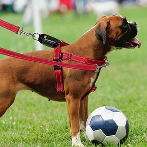 Vrijheid Verstelbare Zachte Comfortabele Bediening Geen Trekhondentuig Voor Kleine Middelgrote Grote Hond - Product Image 5