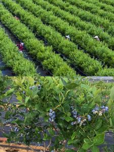 غطاء زراعي قابل للتنفس من مادة البولي بروبيلين غير منسوج قماش زراعي بستان غير منسوج للحدائق - Product Image 4