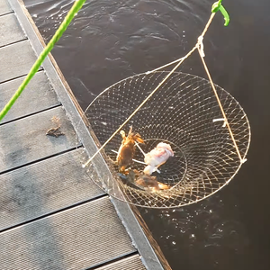 Trappola da Pesca in Filo Metallico a Doppio Anello Datao E-079, Gabbia Pieghevole ad Alta Resistenza con Ampia Apertura e Design a Doppio Anello per una Pesca Stabile - Product Image 3