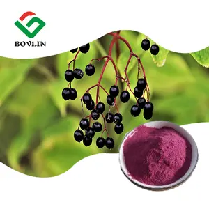 Bubuk ekstrak Elderberry hitam kualitas tinggi 25%