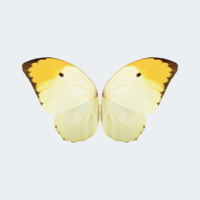 Ornithoptère RC ZYHOBBY Bionic Butterfly 780 mm, cadre en fibre de carbone, modèle d'oiseau volant hautement réaliste pour les loisirs en plein air