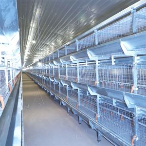 Système de cages à poulets de chair entièrement automatique : alimentation automatique, nettoyage du fumier, contrô<span class=keywords><strong>le</strong></span> de l'environnement, augmentation de l'efficacité, réduction des coûts - Product Image 1