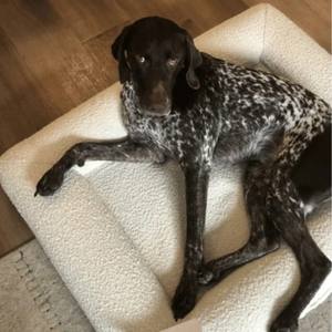 Cama para perro grande rectangular de espuma viscoelástica ortopédica impermeable extraíble lavable antideslizante sofá para mascotas Boucle de terciopelo con cubierta de cremallera - Product Image 4