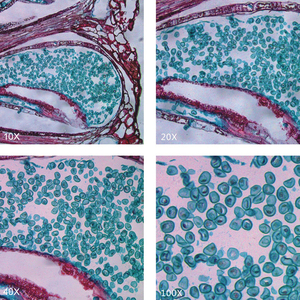 BestScope-Microscopio biológico trinocular con sistema óptico <span class=keywords><strong>infinito</strong></span> para universidades o laboratorios de biomedicina - Product Image 4