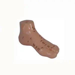 <span class=keywords><strong>Model</strong></span> akupuntur kaki 13CM untuk siswa belajar - Product Image 1